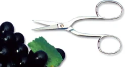 Ciseaux à oursin et raisin