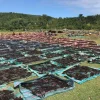 Gousse de vanille Madagascar 4 gousses Eurovanille