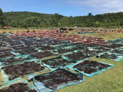 Gousse de vanille Madagascar 4 gousses Eurovanille