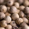 Poivre de Yupanqui blanc 55 g Max Daumin