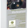 Purée de cassis 1 kg Ravifruit